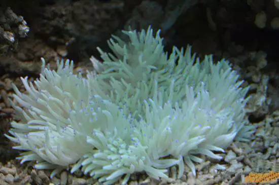 中国海鲜河鲜,市场河鲜海鲜种类大全