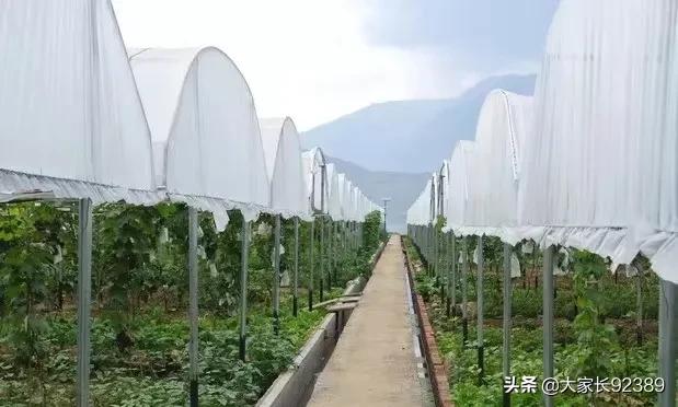 汉源土特产有哪些,汉源才有的美食