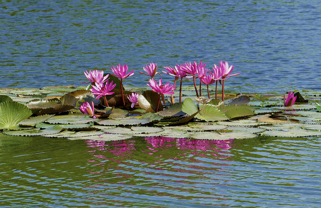惠州西湖苏东坡小妾墓,惠州西湖和苏东坡有什么关系