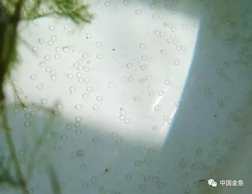 金鱼要配对繁殖吗多久可以繁殖,家庭养殖的草金鱼能自然繁殖吗