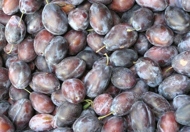 伽师西梅和法兰西西梅是同一个吗,伽师新梅和新疆西梅有啥区别