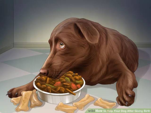 狗狗坐月子该注意什么,狗狗例假期间注意哪些