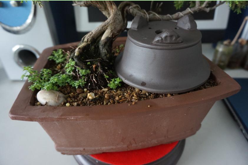 鱼川真柏盆景养殖方法,从养多肉到盆景