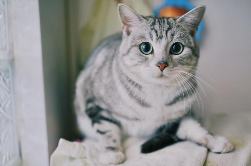 美短猫的迷惑行为,猫最敏感的地方