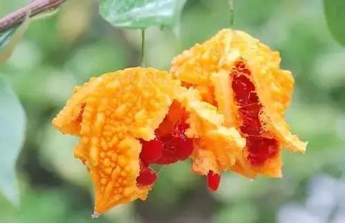 金铃子小时候的味道,芦稷儿时的味道