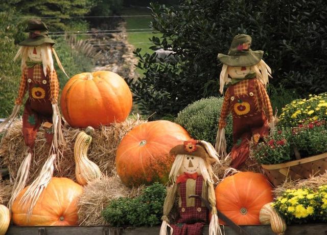 花卉蔬菜制作教程,花卉怎么做