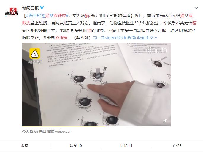 铲屎官为什么要给猫做绝育手术,盘点铲屎官给猫咪花巨款打造猫窝