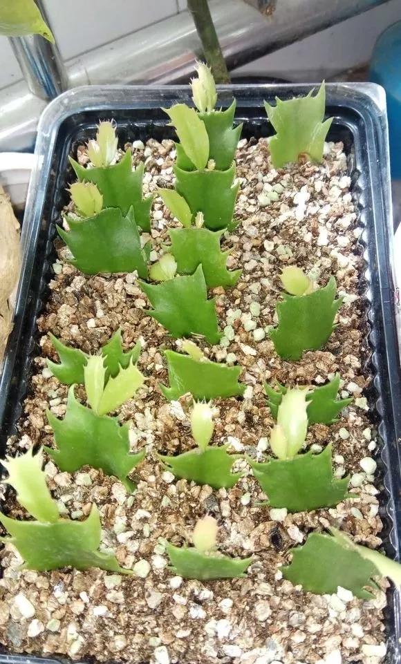 什么花最好养最耐阴,什么花最好种又耐阴