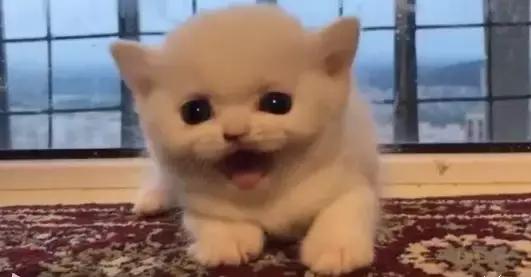 怎么惹猫生气很愤怒,惹猫生气的方法