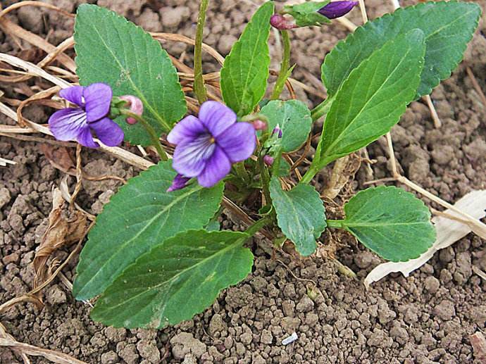 村里常见的“紫色草”，蛇见了躲着走，遇见摘点能“治蛇毒”