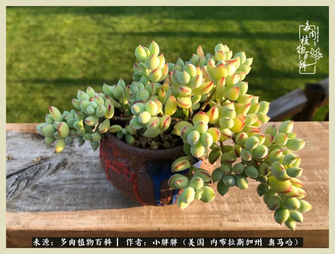 多肉小白入坑攻略,多肉中的鄙视链