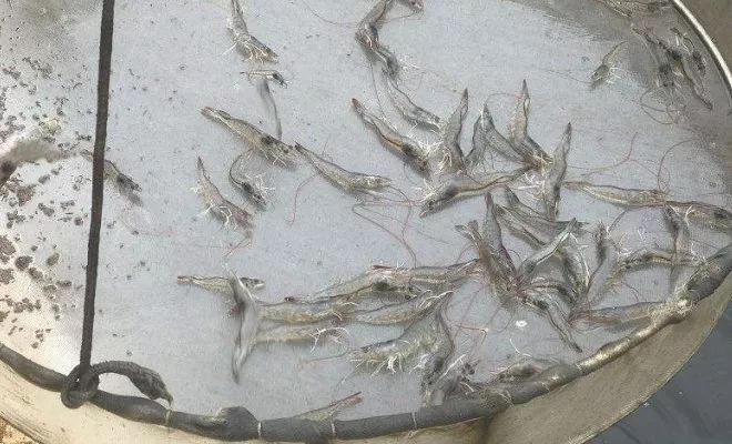 对虾养殖饲料长期投放过量,水产养殖对虾常见问题