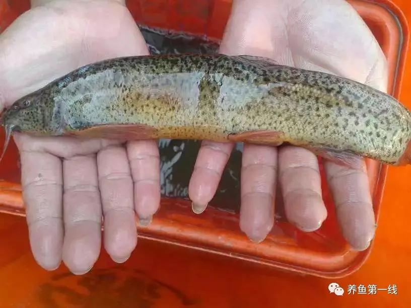 十种常见的水生动物,鳅科动物图片