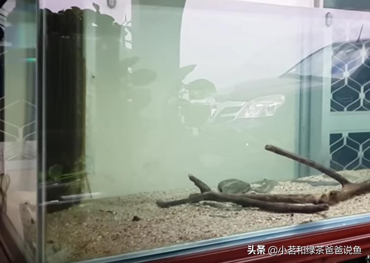 新开鱼缸怎么快速建立硝化菌,新鱼缸怎样快速培养硝化菌