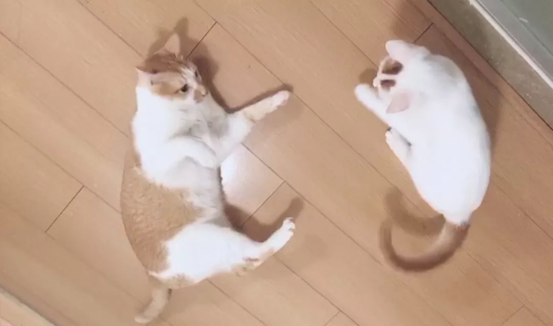 猫咪为什么拉肚子？找对原因就能轻松治愈