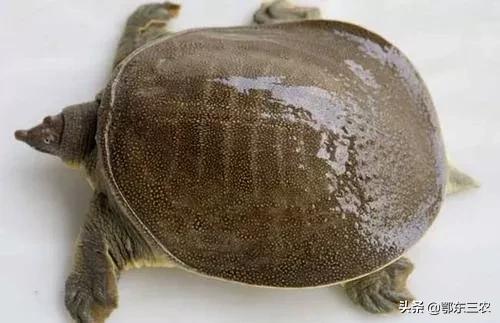 杀甲鱼咬手怎么办,甲鱼咬了为什么不能直接砍头