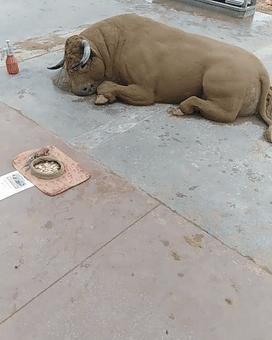 老外沙雕动物视频,外国人沙雕模仿动物