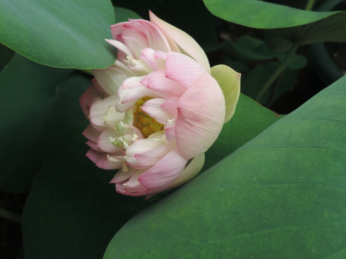 今天分享几十种荷花品种图鉴,荷花品种大全及名称图片