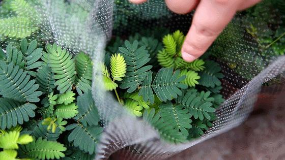 广州最便宜的花卉市场1块钱,广州岭南花卉市场买花攻略