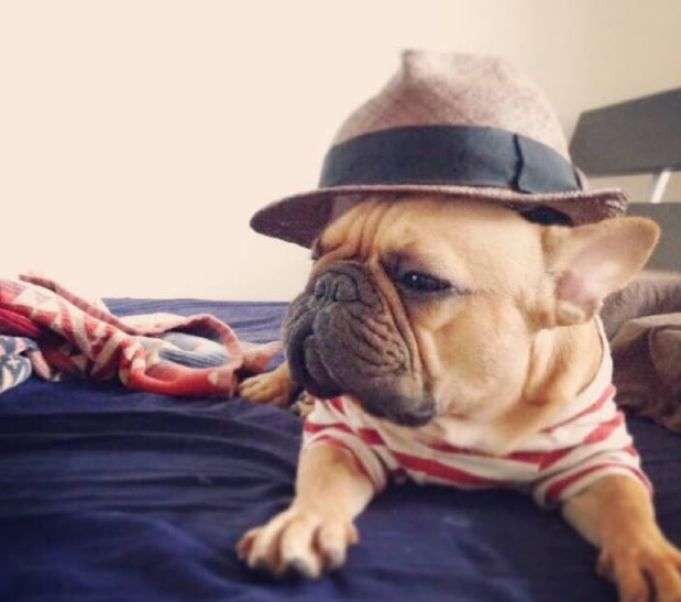 为什么我家法斗后面半截很瘦,自己养的法斗