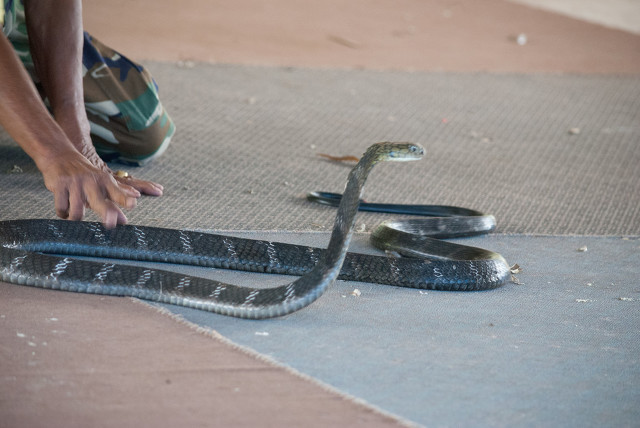 夜钓遇到毒蛇被咬,养毒蛇怎样防止被咬