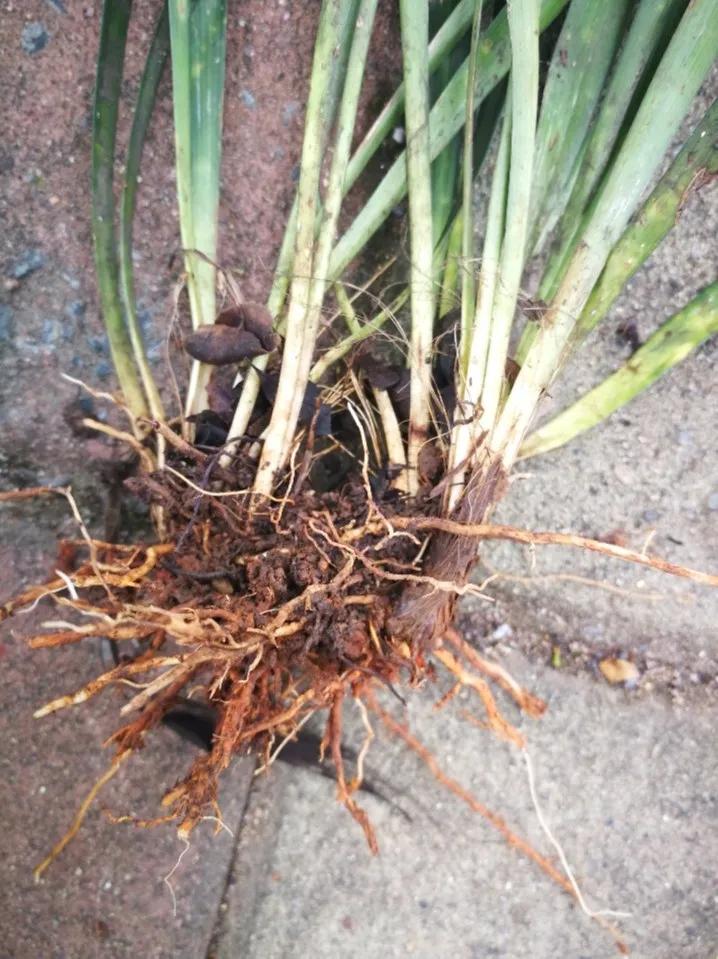 教你如何避开假货买到真品,一张图告诉你怎样分辨假货