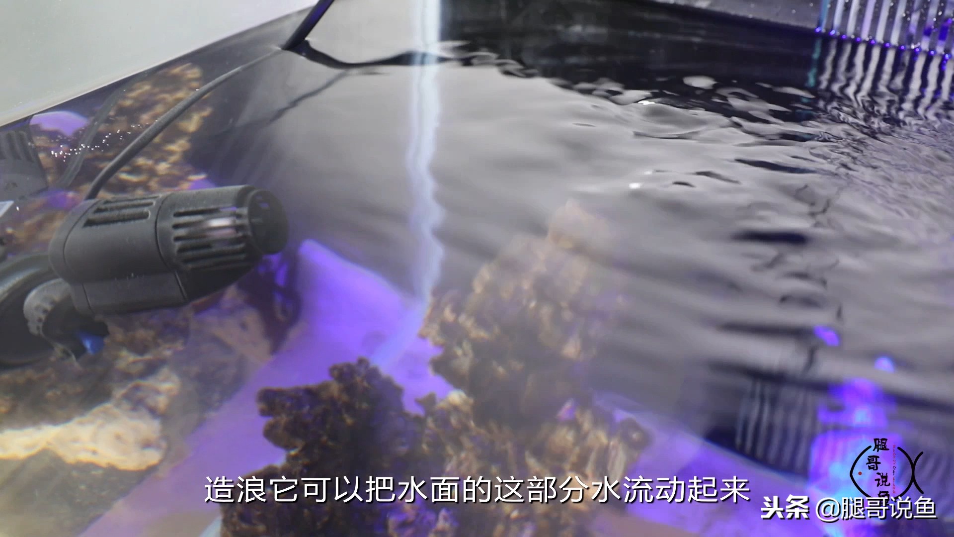 除油膜面巾纸,养鱼小技巧观赏鱼