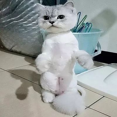 把狗毛全部剃掉对身体好吗,把狗毛都剃了狗会生气吗