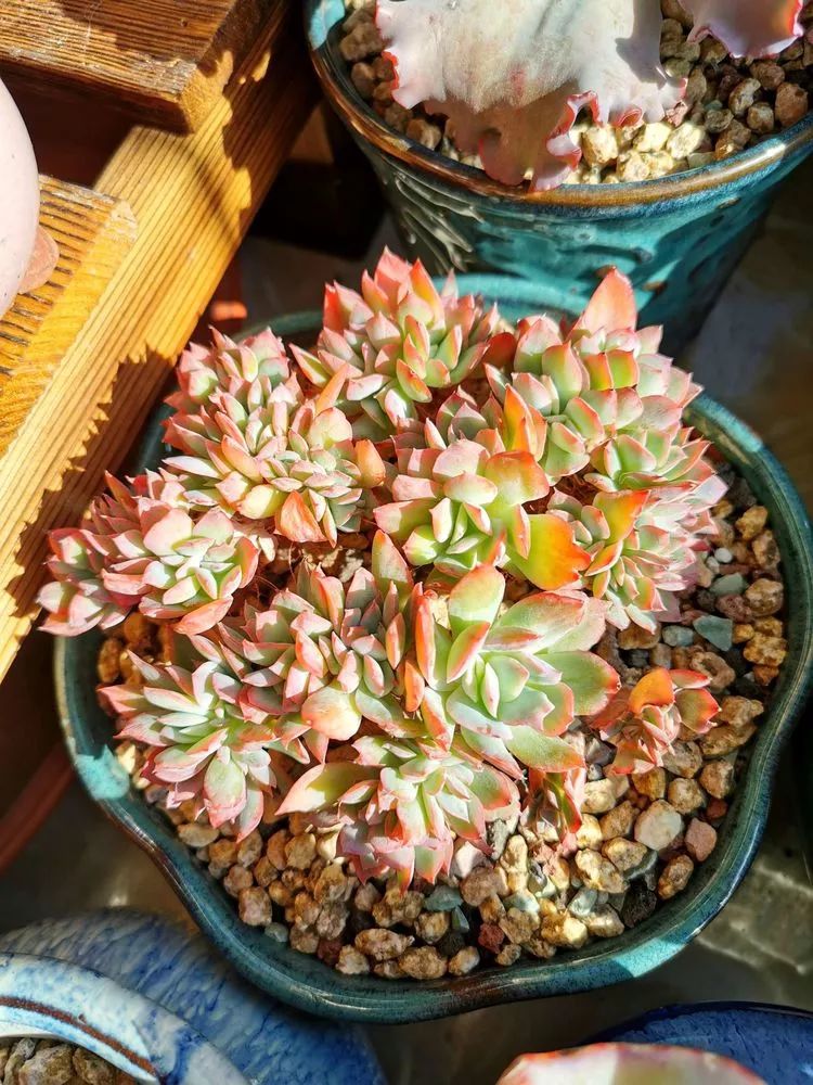 适合北方阳台党养的多肉,适合养在北阳台的多肉