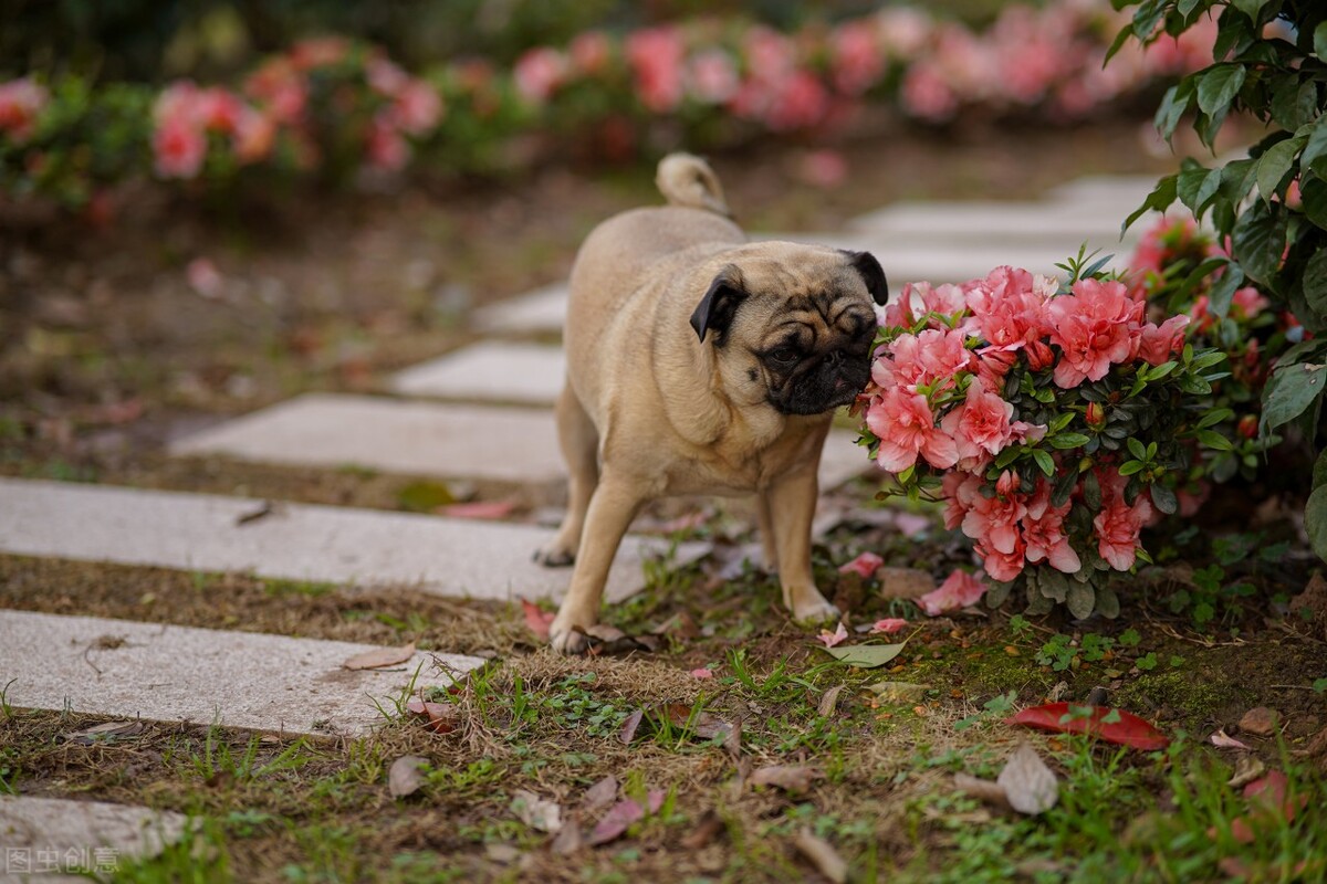 巴哥犬的饲养方法和注意事项,小型巴哥犬和中型巴哥犬的区别
