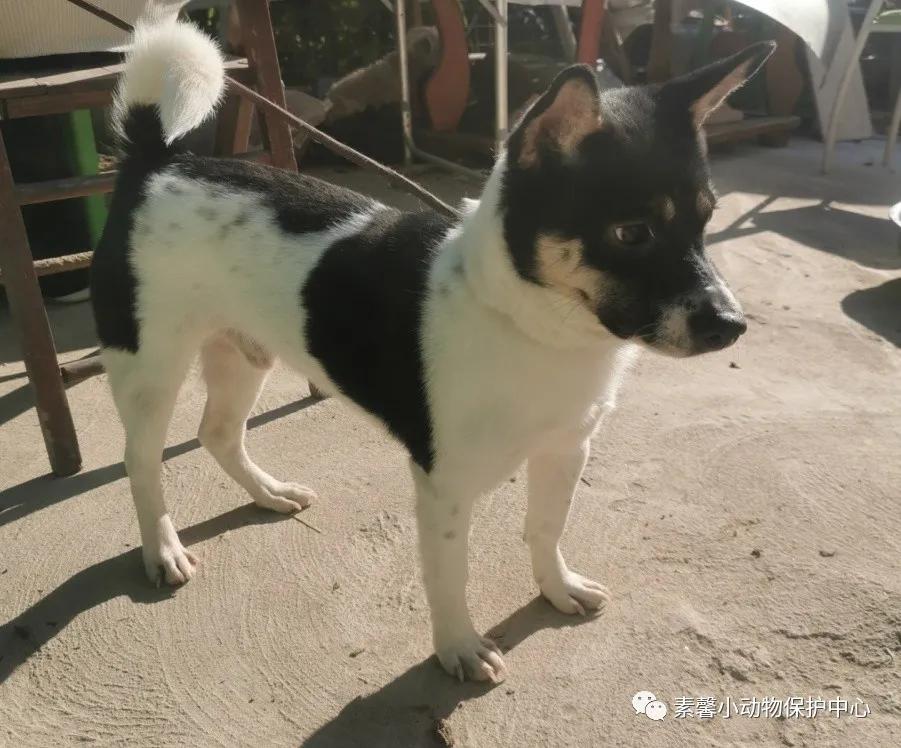 领养代替购买|2021年6月份福州线上宠物领养活动