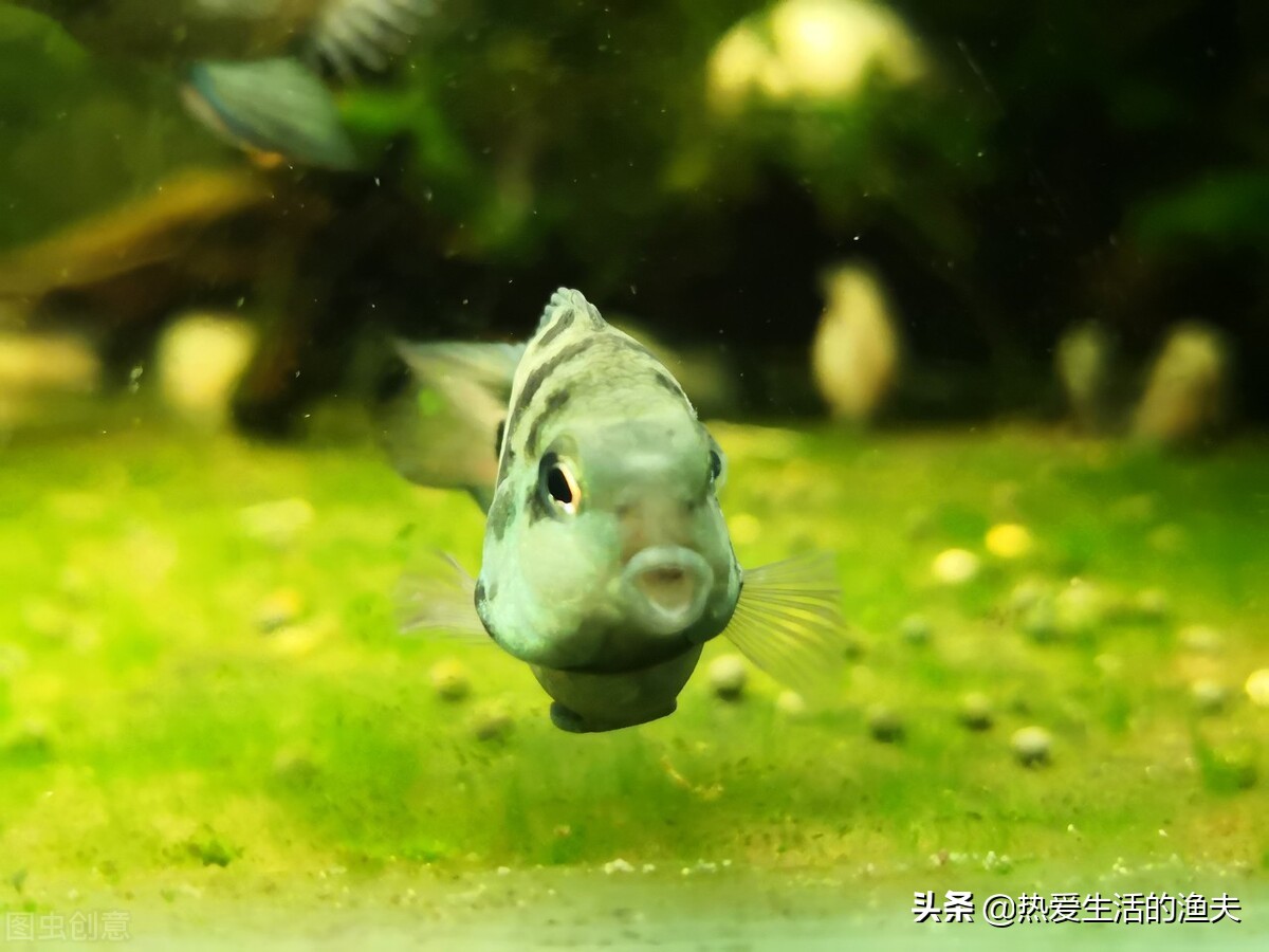 迷你鹦鹉鱼养殖方法怎么养,迷你鹦鹉鱼产卵后如何养