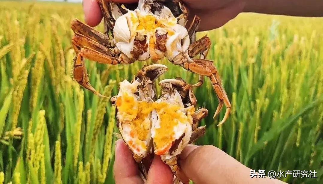 这几个水质指标切莫忽视！水草养护和水位调节需要警惕事项有哪些