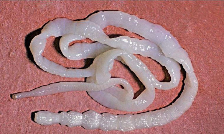 不花一分钱给猫咪驱虫,花最少的钱养狗博美