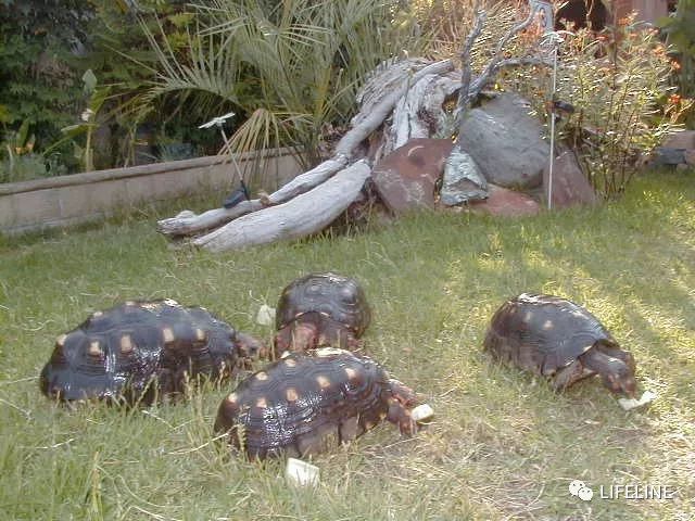 红腿陆龟如何家庭散养,广东红腿陆龟养殖方法