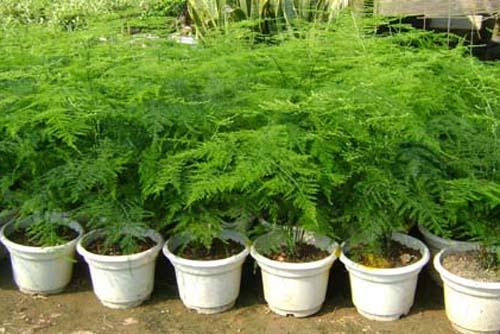 文竹具有一种优雅娴静的气质,文竹清新又文雅