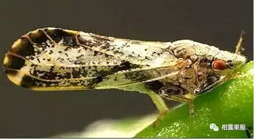 柑橘的常见病虫害和预防方法,柑橘新叶卷曲是什么虫害如何防治