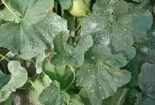 白芨病害及防治,白粉病用药防治