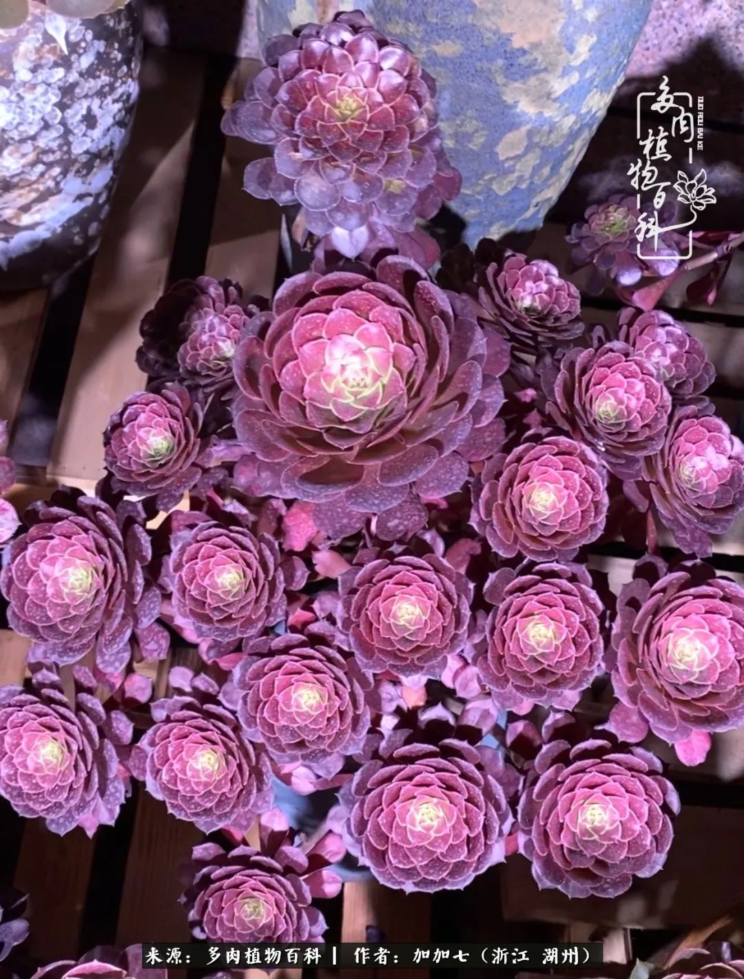 没根的法师夏天怎么养,五法师阵容