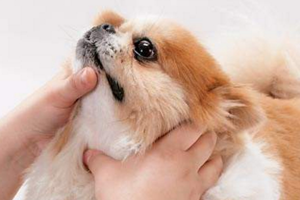 小狗狗感冒了，需要及时用药，一般10天之内可以痊愈！