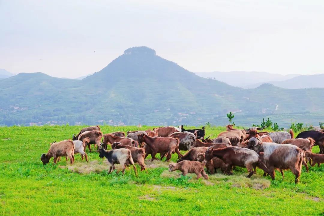 沂蒙山区好地方,山东沂蒙的深山