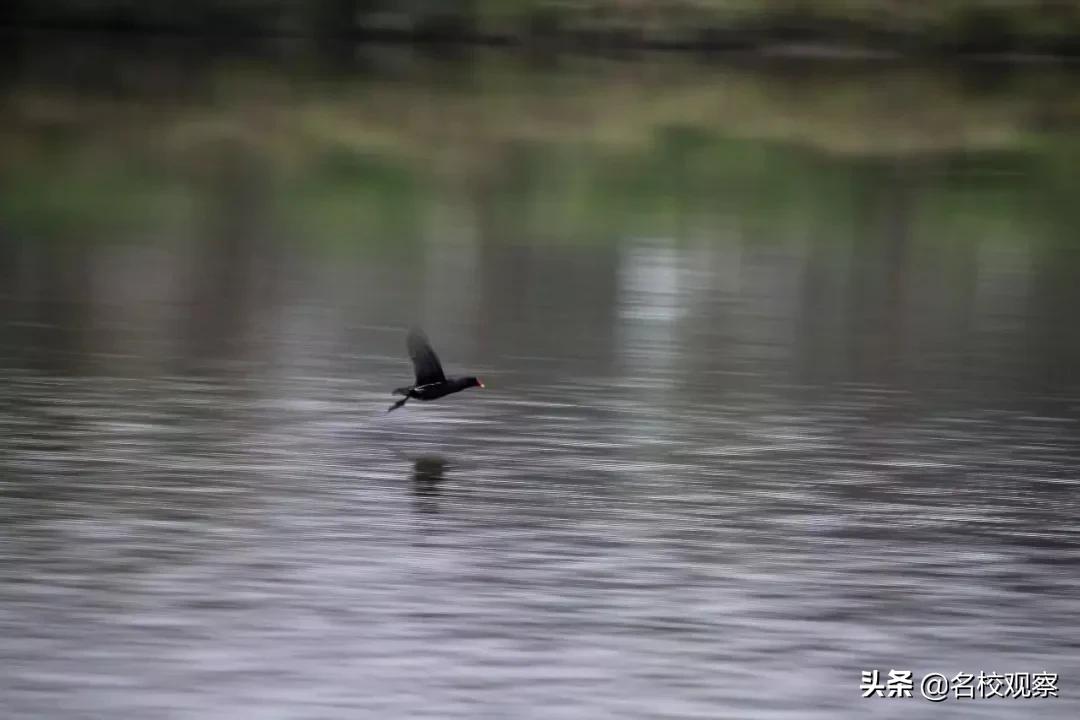在成都有哪些地方适合大学生旅游,住在大学边上的体验