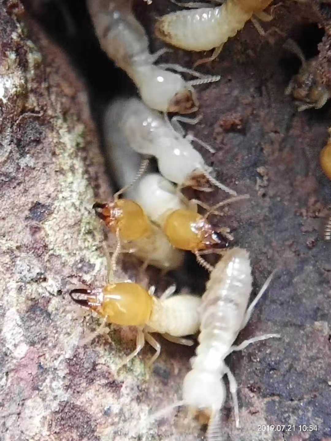 昆明灭鼠杀虫公司,重庆除虫灭鼠选哪家