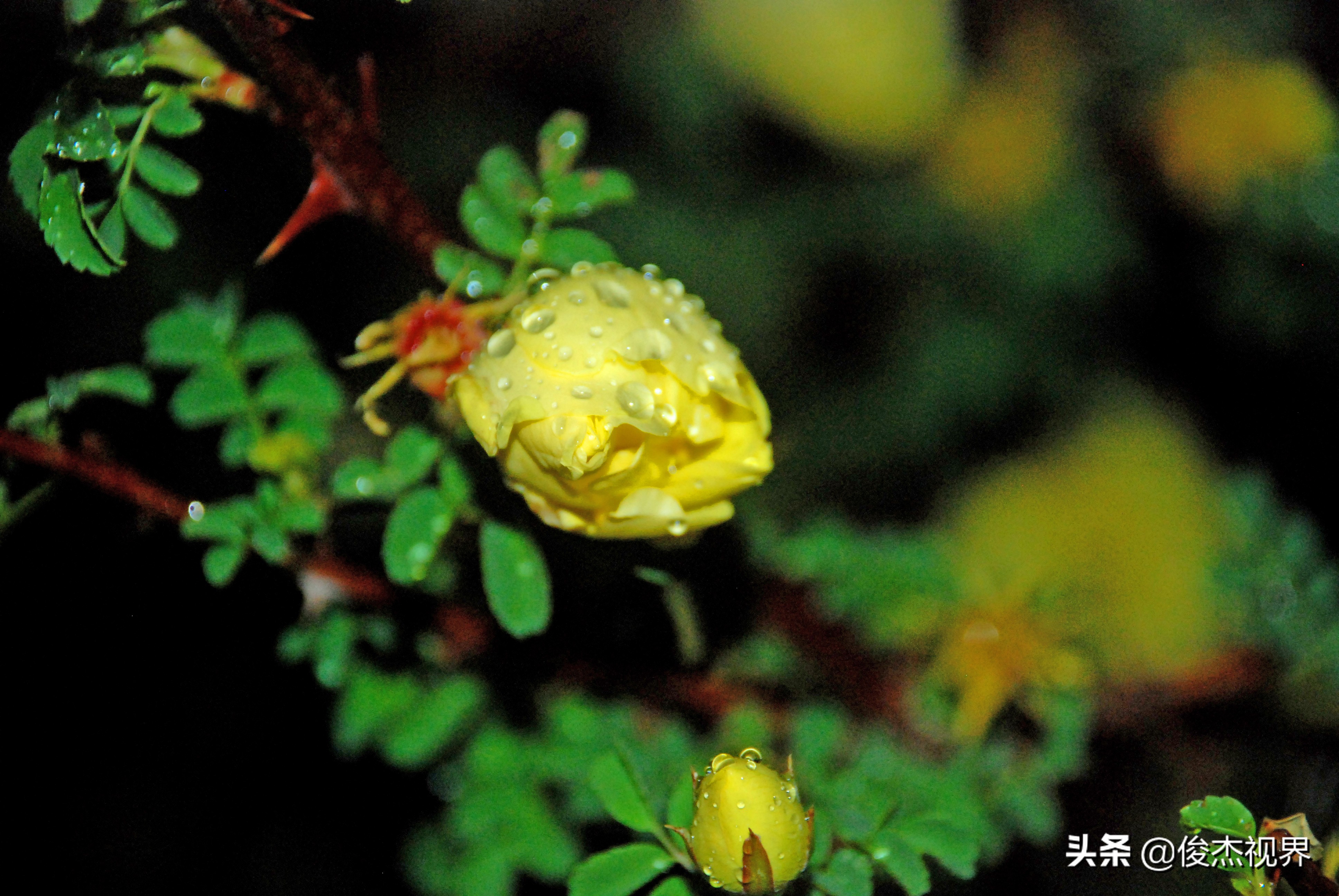夜游遇见黄玫瑰（原创）