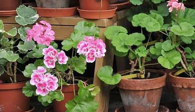 为什么有的天竺葵不开花,天竺葵不开花是什么原因呢