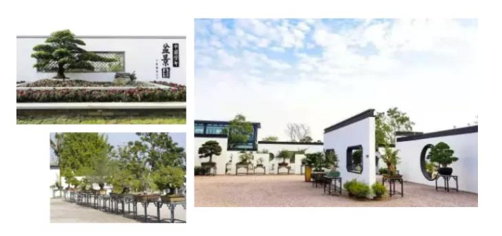 花木城盆景图片,创意盆景花木之乡