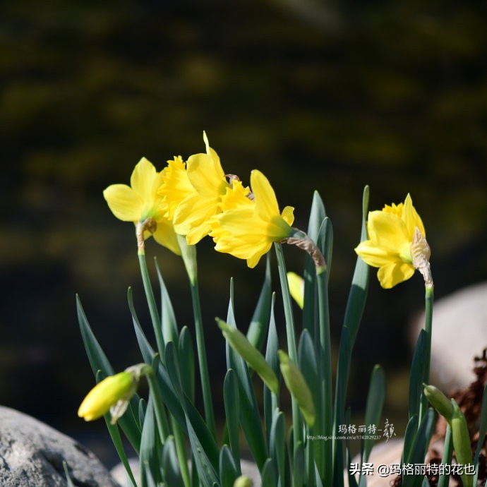 过年买点花,过年了买点什么花草