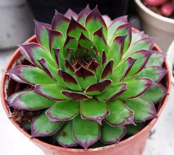 推荐轻松玩转100种常见多肉植物,700种多肉植物图鉴pdf百度云