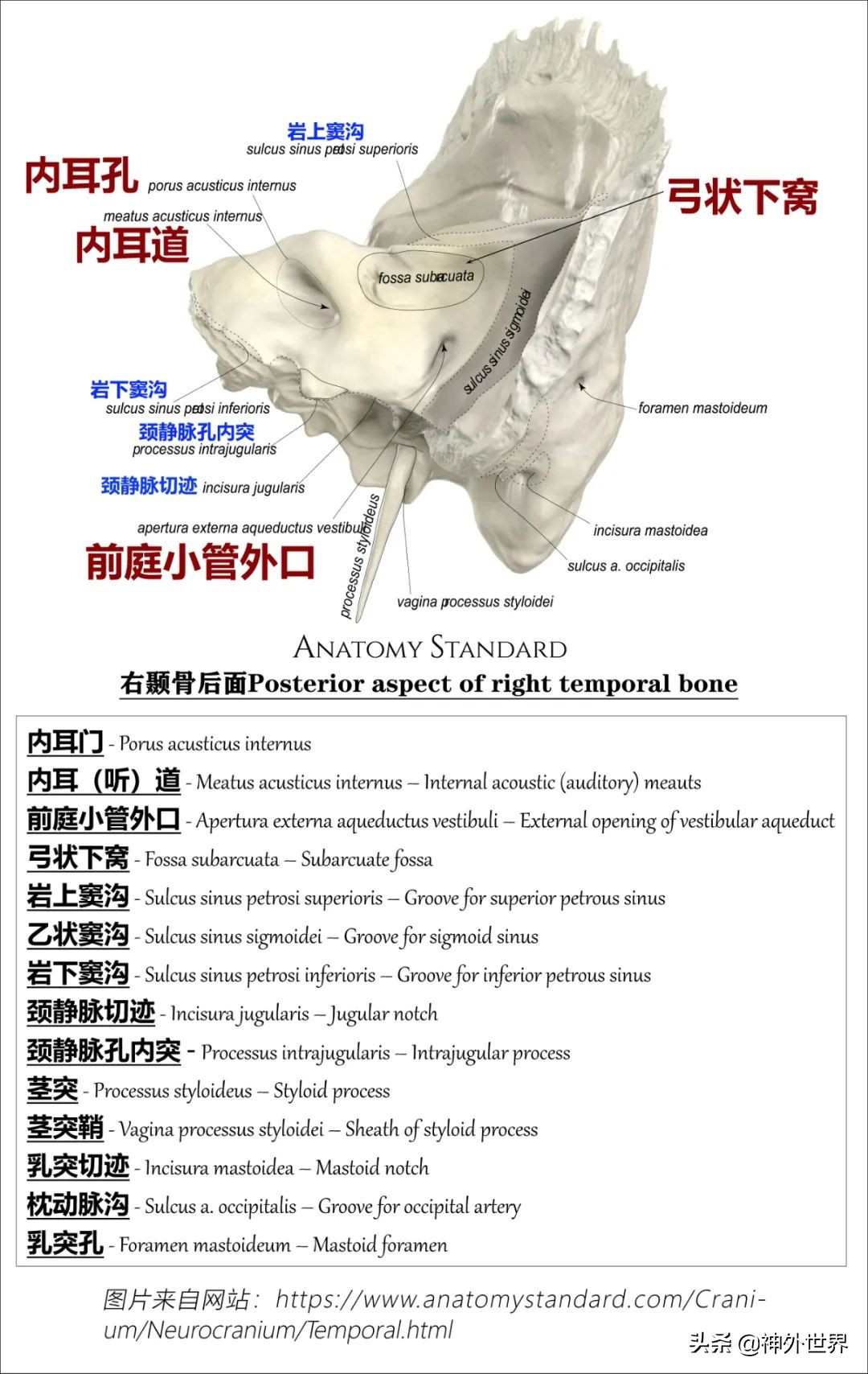 颞骨解剖,颞肌解剖讲解
