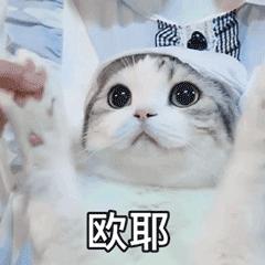 什么猫咪最好养而且又粘人新手,性格活泼开朗粘人的猫咪有哪些